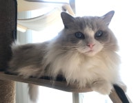 고양이 미모 레전드 - 웃긴자료 ‥‥‥‥‥、 - 도탁스 (DOTAX) 고양이 미모 레전드