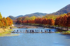 담양 관방제림 - 웃긴자료 ‥‥‥‥‥、 - 도탁스 (DOTAX) 담양 관방제림