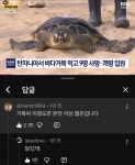바다거북도 복어와 같은 선상에 있는 위험식재료 - 웃긴자료 ‥‥‥‥‥、 - 도탁스 (DOTAX) 바다거북도 복어와 같은 선상에 있는 위험식재료