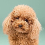 강아지 미용 전후 - 웃긴자료 ‥‥‥‥‥、 - 도탁스 (DOTAX) 강아지 미용 전후