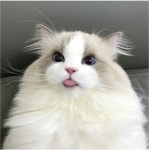 어마어마하게 이쁜 고양이.jpg - 웃긴자료 ‥‥‥‥‥、 - 도탁스 (DOTAX) 어마어마하게 이쁜 고양이.jpg