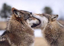 늑대들의 애정표현 - 웃긴자료 ‥‥‥‥‥、 - 도탁스 (DOTAX) 늑대들의 애정표현