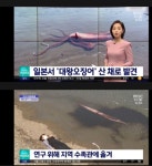 길이 3m 대왕오징어, 일본서 산채로 발견 - 웃긴자료 ‥‥‥‥‥、 - 도탁스 (DOTAX) 길이 3m 대왕오징어, 일본서 산채로 발견