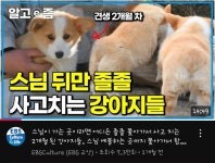 스님 졸졸 따라다니는 강아지들 - 웃긴자료 ‥‥‥‥‥、 - 도탁스 (DOTAX) 스님 졸졸 따라다니는 강아지들