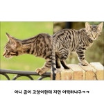 일본 곰목장의 곰 프로필 - 웃긴자료 ‥‥‥‥‥、 - 도탁스 (DOTAX) 일본 곰목장의 곰 프로필