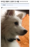 우리집 댕댕이 고양이 또 싸움 - 웃긴자료 ‥‥‥‥‥、 - 도탁스 (DOTAX) 우리집 댕댕이 고양이 또 싸움