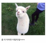 갓 태어난 새끼 알파카 상태 - 웃긴자료 ‥‥‥‥‥、 - 도탁스 (DOTAX) 갓 태어난 새끼 알파카 상태