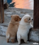 귀여운 똥강아지 - 인스티즈(instiz) 이슈 카테고리 귀여운 똥강아지