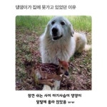 강아지가 집에 못가고 있었던 이유 - 웃긴자료 ‥‥‥‥‥、 - 도탁스 (DOTAX) 강아지가 집에 못가고 있었던 이유