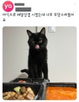 야식으로 배달삼겹 시켰는데 너무 부담스러웠어요 - 웃긴자료 ‥‥‥‥‥、 - 도탁스 (DOTAX) 야식으로 배달삼겹 시켰는데 너무 부담스러웠어요