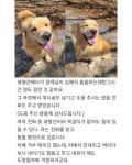유기된줄 알았던 리트리버 줍줍한 후기 - 웃긴자료 ‥‥‥‥‥、 - 도탁스 (DOTAX) 유기된줄 알았던 리트리버 줍줍한 후기