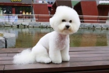 찌그러진 비숑 - 웃긴자료 ‥‥‥‥‥、 - 도탁스 (DOTAX) 찌그러진 비숑