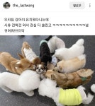 강아지 유치원에 전학 온 시츄 - 웃긴자료 ‥‥‥‥‥、 - 도탁스 (DOTAX) 강아지 유치원에 전학 온 시츄