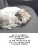 뜻밖의 택시 합승 - 웃긴자료 ‥‥‥‥‥、 - 도탁스 (DOTAX) 뜻밖의 택시 합승