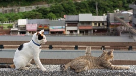 대만 고양이 마을 허우통.JPG - 웃긴자료 ‥‥‥‥‥、 - 도탁스 (DOTAX) 대만 고양이 마을 허우통.JPG