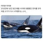 범고래들 사이에 있다는 유행 - 웃긴자료 ‥‥‥‥‥、 - 도탁스 (DOTAX) 범고래들 사이에 있다는 유행
