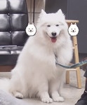 웹툰 극한견주의 주인공인 사모예드 솜이.gif - 웃긴자료 ‥‥‥‥‥、 - 도탁스 (DOTAX) 웹툰 극한견주의 주인공인 사모예드 솜이.gif