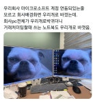 pc 배경화면을 우리개로 바꿨더니 - 웃긴자료 ‥‥‥‥‥、 - 도탁스 (DOTAX) pc 배경화면을 우리개로 바꿨더니