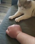 집사가 손 펴니까 따라하는 고양이.gif - 추천게시판 ‥‥‥‥、 - 도탁스 (DOTAX) 집사가 손 펴니까 따라하는 고양이.gif