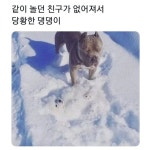 같이놀던 친구가 없어져서 당황한 댕댕이 - 웃긴자료 ‥‥‥‥‥、 - 도탁스 (DOTAX) 같이놀던 친구가 없어져서 당황한 댕댕이