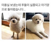 양이 되어버린 푸들 .jpg - 웃긴자료 ‥‥‥‥‥、 - 도탁스 (DOTAX) 양이 되어버린 푸들 .jpg