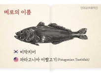생선 메로 - 웃긴자료 ‥‥‥‥‥、 - 도탁스 (DOTAX) 생선 