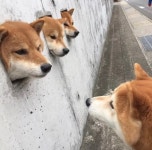 개구멍 귀요미 강아지들 - 웃긴자료 ‥‥‥‥‥、 - 도탁스 (DOTAX) 개구멍 귀요미 강아지들