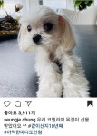 더쿠 - 수학 정승제 선생님 반려견 코델리아.jpg