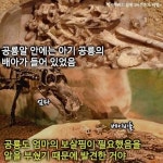 3천만년 된 공룡알을 망치로 깨버린 사람.jpg - 웃긴자료 ‥‥‥‥‥、 - 도탁스 (DOTAX) 3천만년 된 공룡알을 망치로 깨버린 사람.jpg