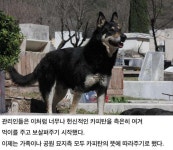 더쿠 - 6년간 묘소를 지킨 충견