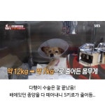 80대할머님을 울게만든 동물농장 제작진 - 인스티즈(instiz) 이슈 카테고리 80대할머님을 울게만든 동물농장 제작진