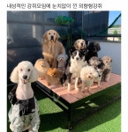 내성적인 강쥐모임에 눈치없이 낀 외향형강쥐 - 웃긴자료 ‥‥‥‥‥、 - 도탁스 (DOTAX) 내성적인 강쥐모임에 눈치없이 낀 외향형강쥐
