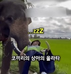 코끼리 타고 등교하는 태국 초등학생 ㄷㄷ.gif - 웃긴자료 ‥‥‥‥‥、 - 도탁스 (DOTAX) 코끼리 타고 등교하는 태국 초등학생 ㄷㄷ.gif