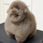 오늘 미용 맡겨던 강아지가........ - 웃긴자료 ‥‥‥‥‥、 - 도탁스 (DOTAX) 오늘 미용 맡겨던 강아지가........