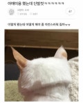 강아지 고양이 셀프미용 모음 - 웃긴자료 ‥‥‥‥‥、 - 도탁스 (DOTAX) 강아지 고양이 셀프미용 모음
