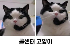 안녕하세요 콜센터 고양이입니다. - 웃긴자료 ‥‥‥‥‥、 - 도탁스 (DOTAX) 안녕하세요 콜센터 고양이입니다.