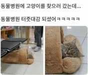 병원이 너무 편한 고양이 - 웃긴자료 ‥‥‥‥‥、 - 도탁스 (DOTAX) 병원이 너무 편한 고양이