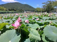 거제 반야원 연꽃 - ÷÷ 일상이야기 ♪ - 사단법인 대구근육장애인협회 사단법인 대구근육장애인협회