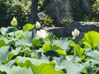 거제 반야원 연꽃 - ÷÷ 일상이야기 ♪ - 한국근육장애인대구경북협회 한국근육장애인대구경북협회