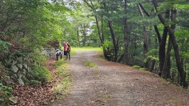 7월 2일 수요벙개 / 시원한 낭월임도 걷기 - 번개산행/답사 같이가요 - 대전둘레산길잇기 7월 2일 수요벙개 / 시원한 낭월임도 걷기