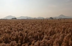 [1월11일] 순천만갈대길 (남파랑길 61코스) - [1월11일] 순천 남도삼백리길 1코스 순천만갈대길 - 청주맑은산악회 [1월11일] 순천만갈대길... 