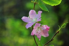 사랑의 기쁨 - 연분홍 연달래 - (우)*아름다운꽃 사진실 - 음악과 영상의 사랑 사랑의 기쁨 - 연분홍 연달래