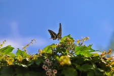 꽃과 나비의 궁합ㅡ호랑나비 - 모모수계 님 photo - 체칠리아의 음악 카페 꽃과 나비의 궁합ㅡ호랑나비