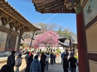 양산 통도사의 홍매화 - 풍경*사진 - 신명언 국악원 양산 통도사의 홍매화