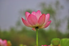 당신은 아름답습니다ㅡ연꽃 - 모모수계 님 photo - 체칠리아의 음악 카페 당신은 아름답습니다ㅡ연꽃