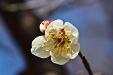 봄이 오는 소리ㅡ매화/영춘화 외 - 모모수계 님 photo - 체칠리아의 음악 카페 봄이 오는 소리ㅡ매화/영춘화 외