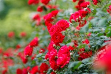 사랑의 열정 - 기쁨의 덩굴장미 - (우)*아름다운꽃 사진실 - 음악과 영상의 사랑 사랑의 열정 - 기쁨의 덩굴장미