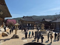 양산 통도사의 홍매화 - 풍경*사진 - 신명언 국악원 양산 통도사의 홍매화