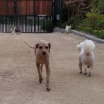 애견호텔, 강아지호텔, 반려견호텔, 애견돌봄원 소형견아이들 #뛰고또뛰고 🐕🐕 - ♡소,중형견 운동장 - ♡애견 돌봄원♡ 애견호텔, 강아지호텔... 