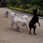 애견호텔, 강아지호텔, 반려견호텔, 애견돌봄원 소형견아이들 #뛰고또뛰고 🐕🐕 - ♡소,중형견 운동장 - ♡애견 돌봄원♡ 애견호텔, 강아지호텔... 